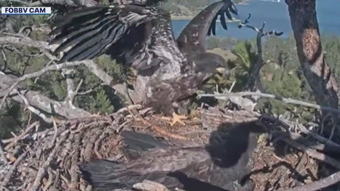 Big Bear bald eaglets may fly soon